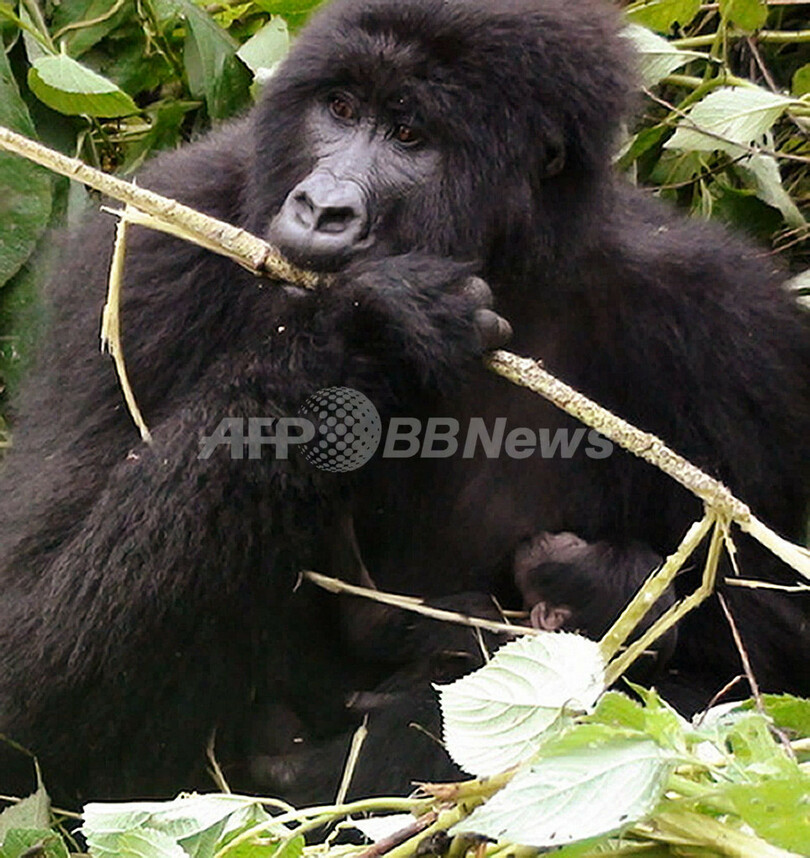 ビルンガ国立公園のゴリラ、コンゴ