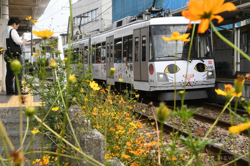 期間限定の「招き猫」が快走、東急世田谷線　東京