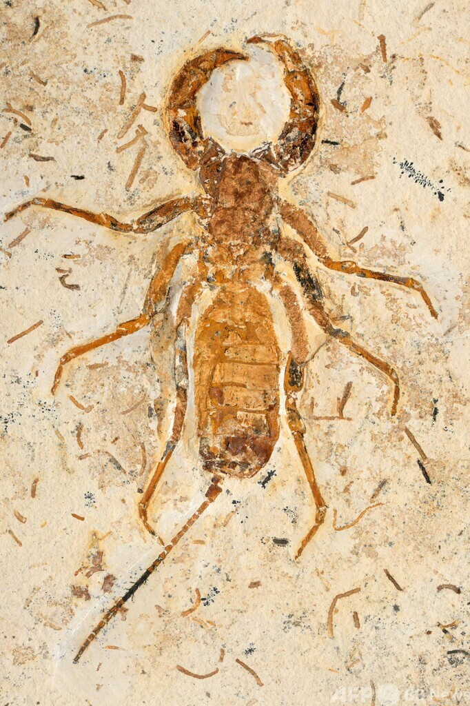 密輸された化石998点、仏からブラジルに返還