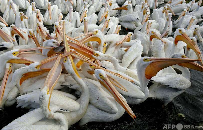 【今日の1枚】大きなくちばしで争奪戦、メキシコ・チャパラ湖のペリカン