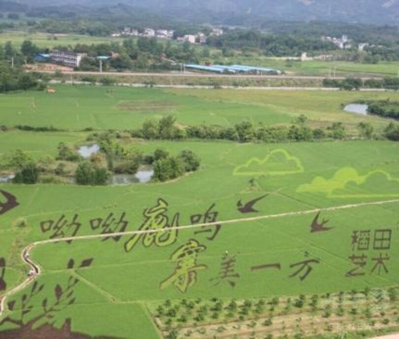 田んぼアートで村おこし、中国・柳州