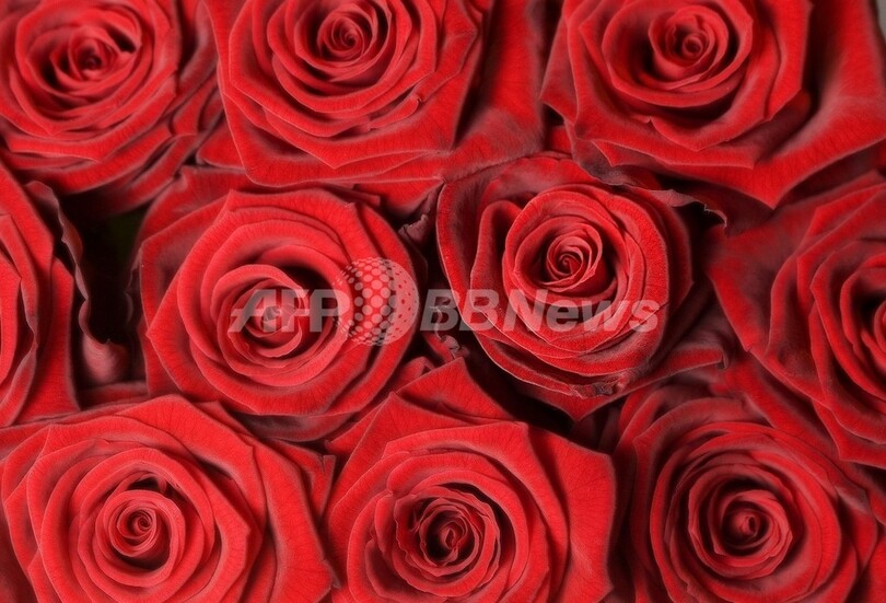 「ガンズ・フォー・ローゼズ」、バラとの交換サービスで銃191丁を回収