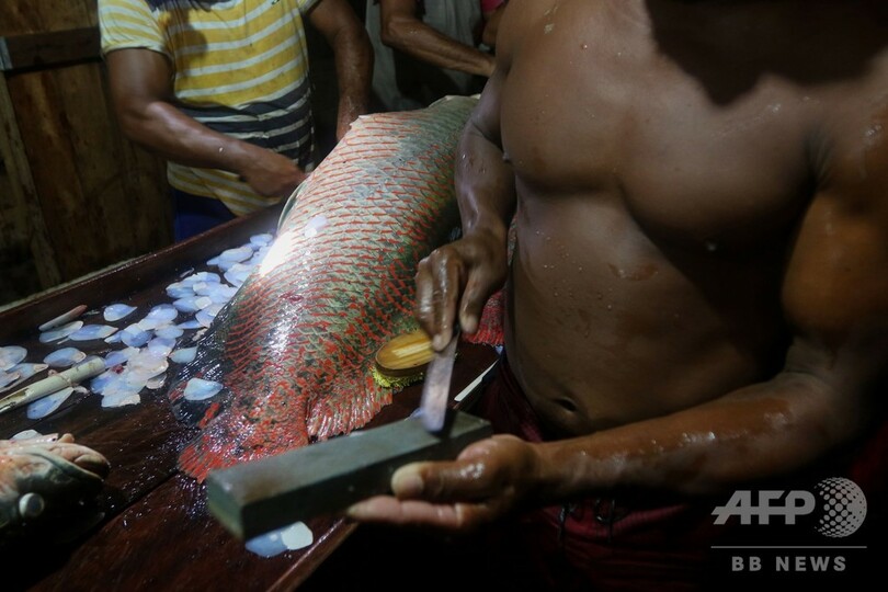 体長3メートル アマゾンの巨大魚ピラルク、絶滅の危機脱し高級店のテーブルに