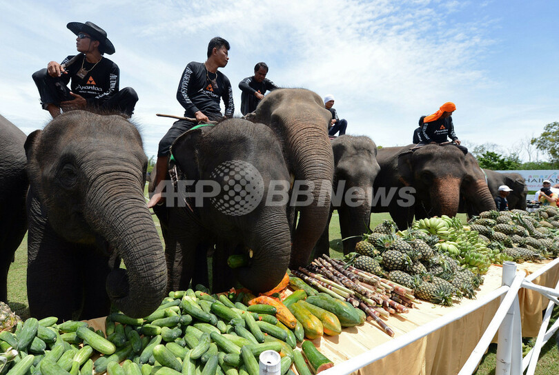 象の背に乗り球を打つ、タイ南部でエレファントポロ大会