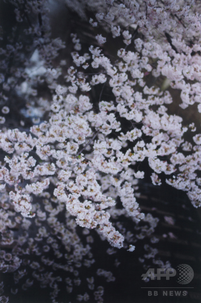 個展「蜷川実花：Self-image」、原美術館で24日から