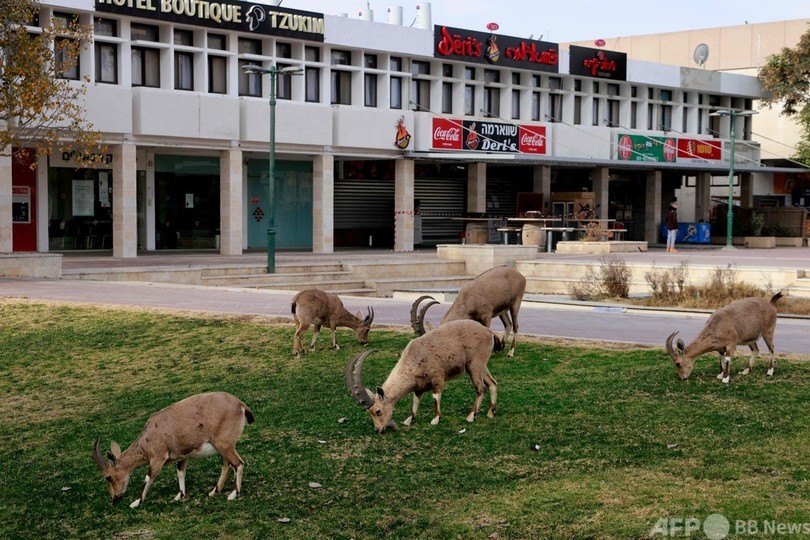 【今日の1枚】アイベックス、わが物顔で闊歩