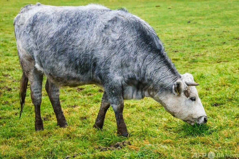ラトビアの象徴、青い牛 絶滅の危機から復活