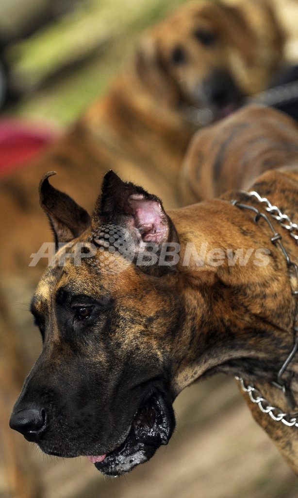 22犬種155匹が集合、スリランカでドッグショー
