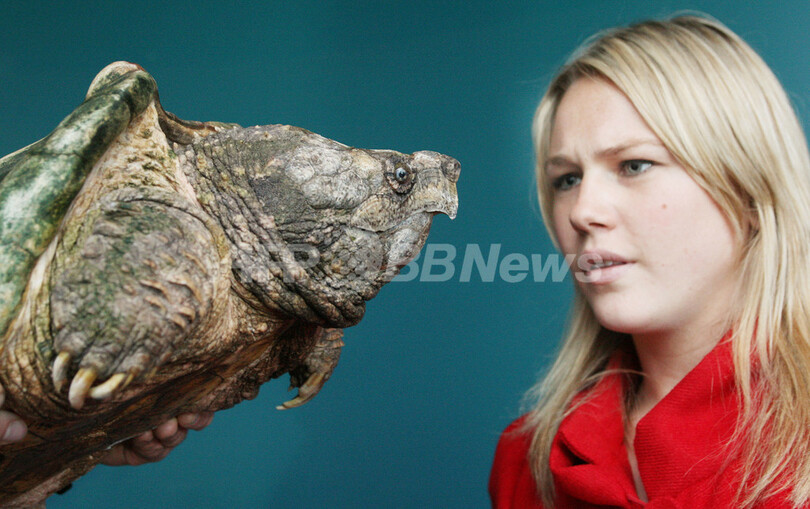メルボルン水族館で珍しいワニガメなど公開