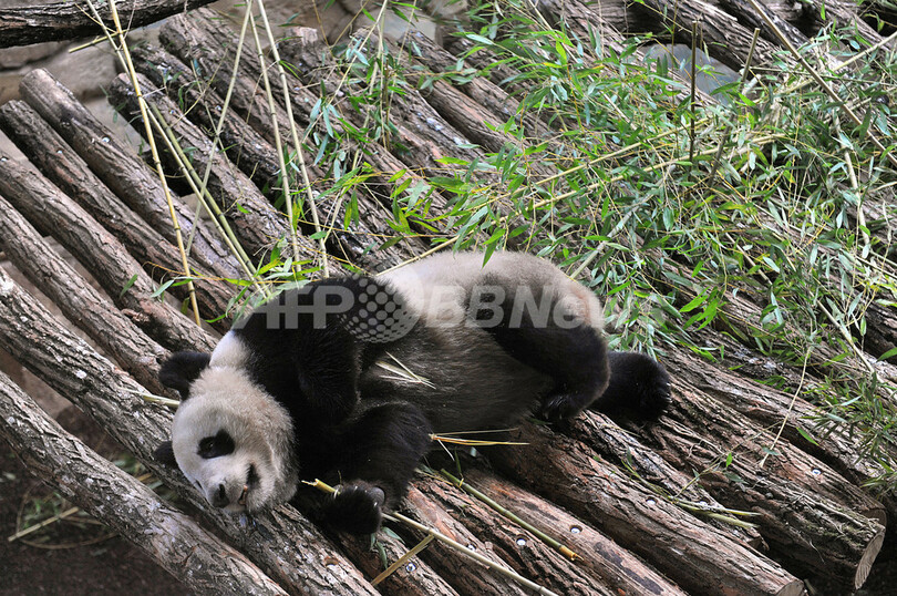 中国から賃与のパンダ、新居は仏ボーバル動物園