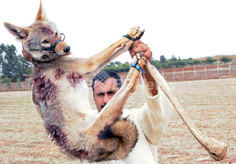 モロッコで伝統のジャッカル猟、40年ぶりに復活