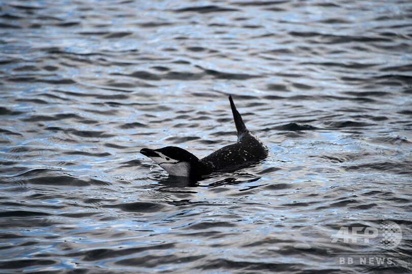 ペンギンに見られながら泳げる島、南極半島沖のハーフムーン島