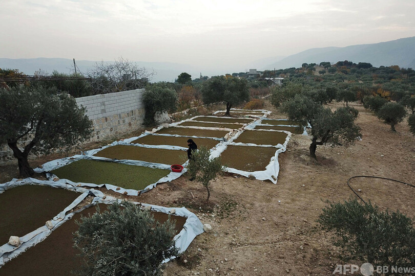 餌代に苦しむシリアの畜産農家、東南アジアの水草が力に
