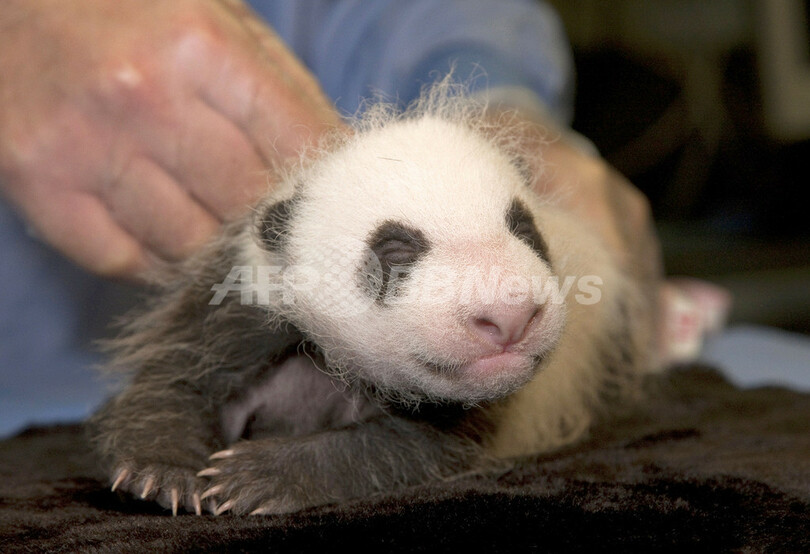 小さいけれどもう白黒、生後１か月のパンダの赤ちゃん初検診