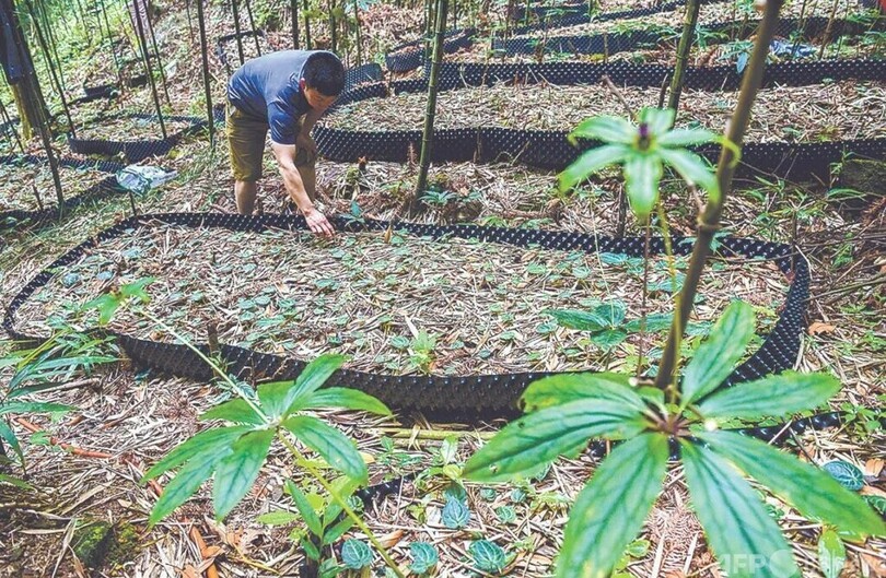 山林の豊かな生態を維持してこそ、住民も豊かになれる＝福建省