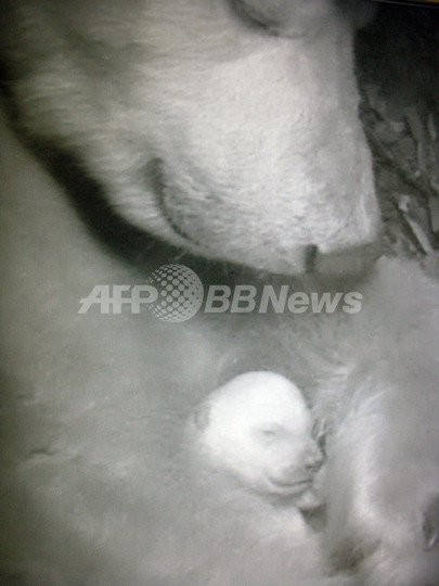 ホッキョクグマの赤ちゃん誕生、父親はクヌートと同じ ドイツ ホッキョクグマの赤ちゃん誕生、父親はクヌートと同じ ドイツ