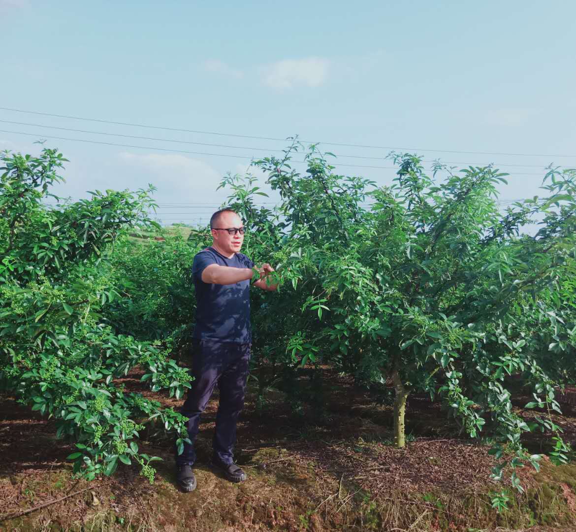 中国商人 日本で花椒栽培に乗り出す 海外市場に活路 写真6枚 国際ニュース Afpbb News