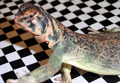 空港でトカゲ49匹を持ち込もうとした男 食用 だと主張 写真2枚 国際ニュース Afpbb News