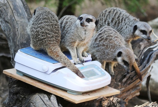 1匹ずつ順番だよ」 ロンドン動物園で恒例の身体測定 写真24枚 国際