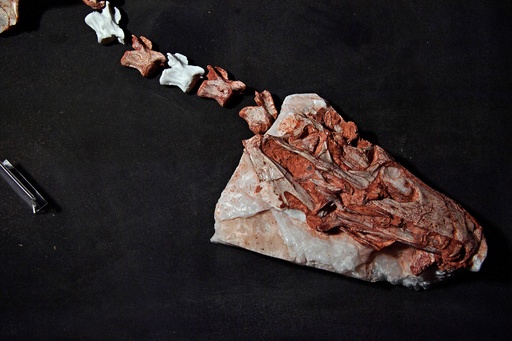 最古級の肉食恐竜、ほぼ完全な状態で発見 ブラジル