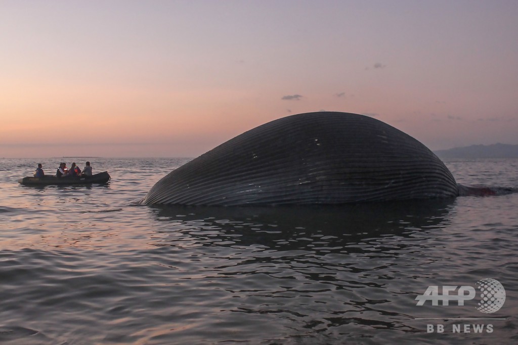 体長23mの巨大クジラの死骸漂着、死因不明 インドネシア 体長23mの巨大クジラの死骸漂着、死因不明 インドネシア