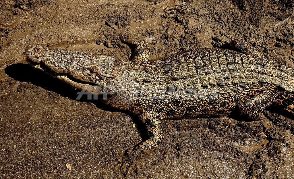 ワニがポリ袋食べ過ぎで死亡、オーストラリア ワニがポリ袋食べ過ぎで死亡、オーストラリア