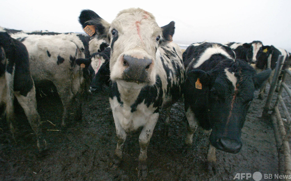 BSE問題で禁止の肉骨粉など動物性たんぱく質、EUが一部解禁へ