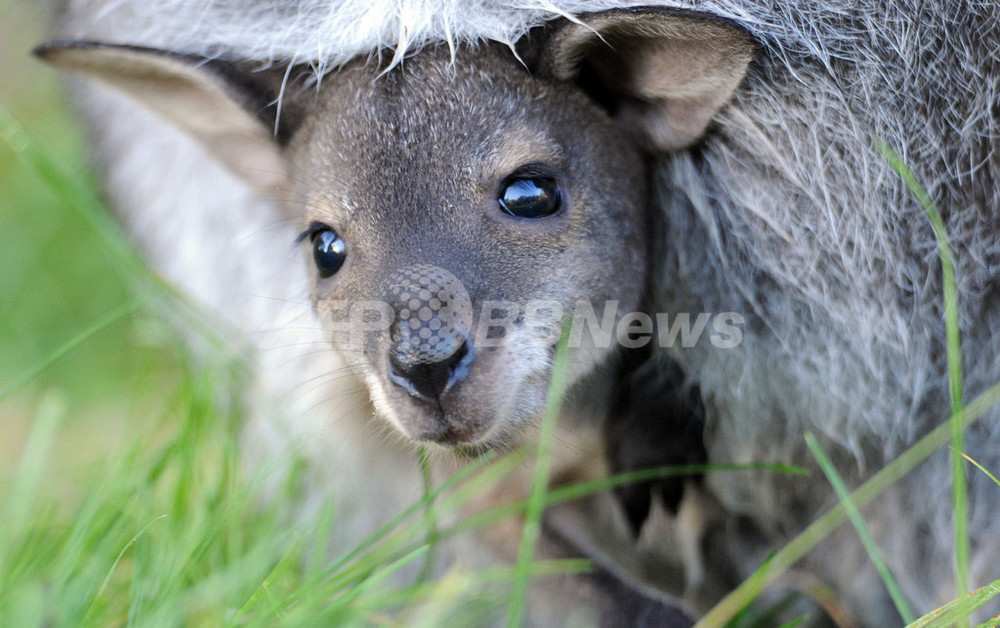 つぶらな瞳のカンガルーの赤ちゃん、ドイツ動物園 写真6枚 国際
