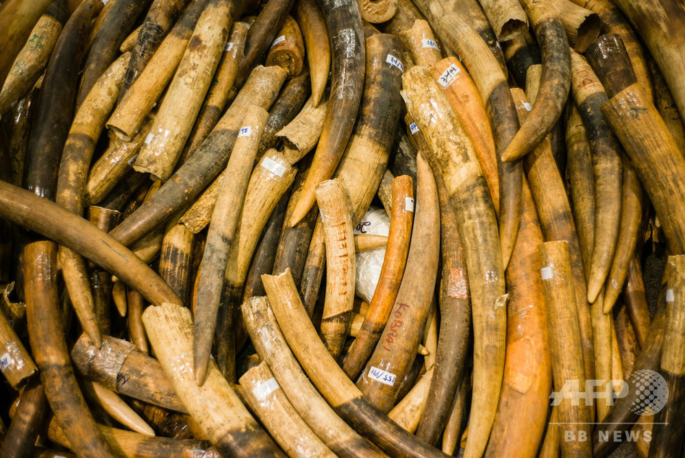 「環境犯罪」が犯罪組織の最大資金源に、ICPO報告書 写真1枚 国際ニュース：AFPBB News