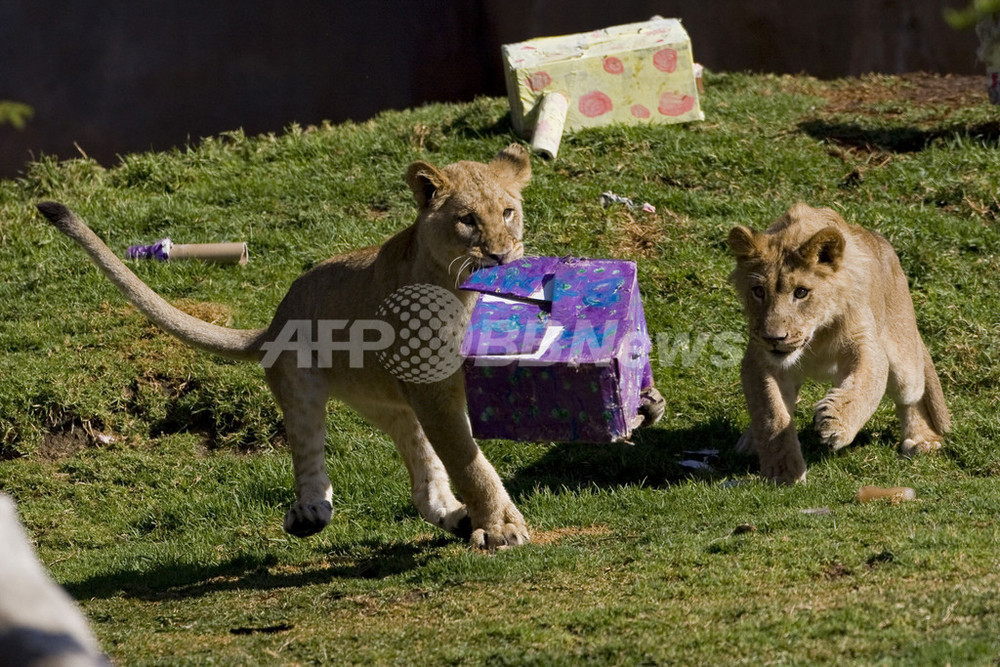子ライオン8頭そろって1歳の誕生日 写真1枚 国際ニュース：AFPBB