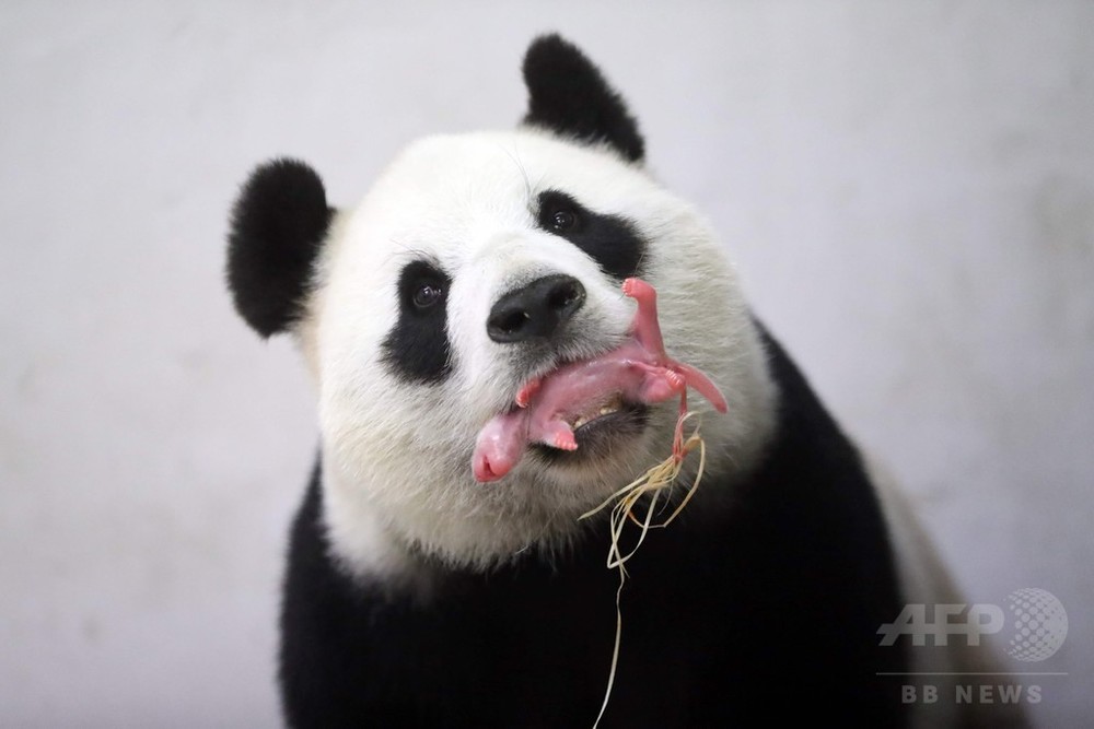 ジャイアントパンダに待望の赤ちゃん誕生、ベルギー 写真10枚 国際