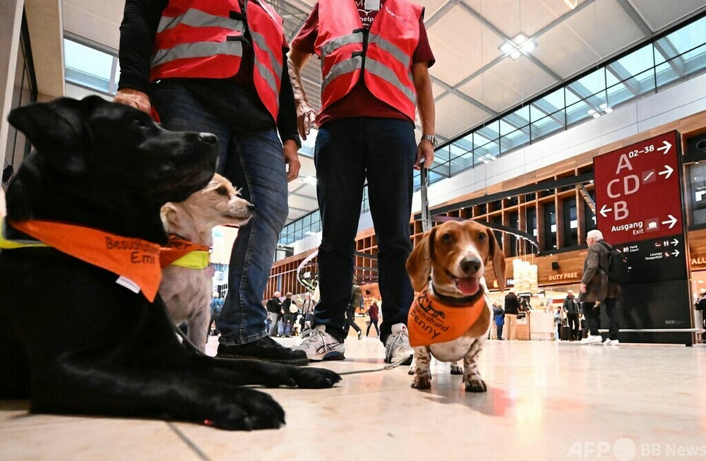 セラピー犬がストレス解消に活躍 独空港 写真15枚 国際ニュース：AFPBB