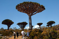 2008年3月27日、イエメンのソコトラ（Socotra）島で生育するリュウケツジュ（Dragon Blood tree）の周りに集まるイエメンと外国からおとずれた観光客。(c)AFP/KHALED FAZAA