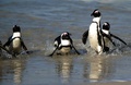 ケープペンギン。南アフリカ南部ケープタウン近郊にあるテーブルマウンテン国立公園にて（2010年7月4日撮影、資料写真）。(c)Jewel SAMAD / AFP