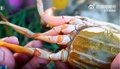 「蟹の王様」黄油蟹（2023年9月26日提供）。(c)CGTN Japanese