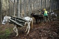 ブルガリア・テテベン近郊の山中でまきを運ぶ馬（2022年12月8日撮影）。(c)Nikolay DOYCHINOV / AFP