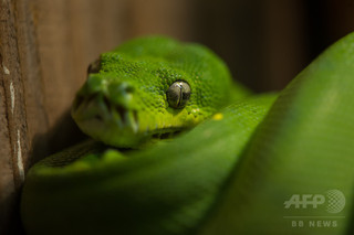 4本足のヘビの化石、ブラジルで発見 進化過程解明に前進 4本足のヘビの化石、ブラジルで発見 進化過程解明に前進