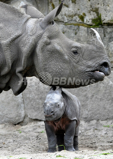 ベルリンの動物園にインドサイの赤ちゃん 写真5枚 国際ニュース：AFPBB