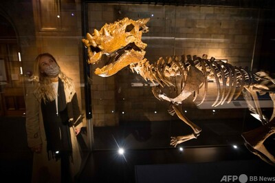 ファンタビの魔法動物も 英博物館で 自然の不思議 展 写真10枚 国際ニュース Afpbb News