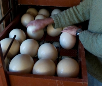 ダチョウの卵は凶器？妻に投げ付けた夫に禁錮6月、NZ