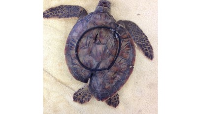 プラごみ海洋汚染 米NGO、過去10年間の動物への被害を報告