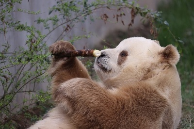 人工飼育されている中で世界唯一の茶色のジャイアントパンダが今年の繁殖に参加予定