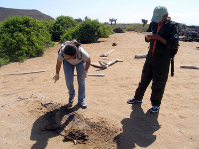 ガラパゴス諸島で大量のアシカの死がい、何者かが強打