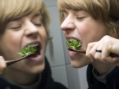 「モミの木歯ブラシ」でクリスマス気分、磨き心地は？