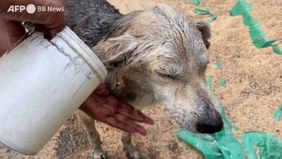 動画:ペットも野良も熱波で病気に 路面は「柔らかい肉球では歩けない」熱さ 印
