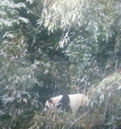 樹上でお休み中の姿をキャッチ！　中国・四川で野生ジャイアントパンダの撮影に成功