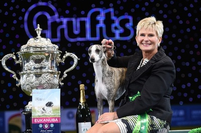 最高賞はウィペット、英ドッグショー「クラフツ」