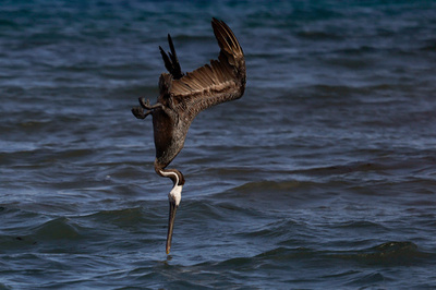 【今日の1枚】魚を追ってダイブ、ペリカンの早業 メキシコ