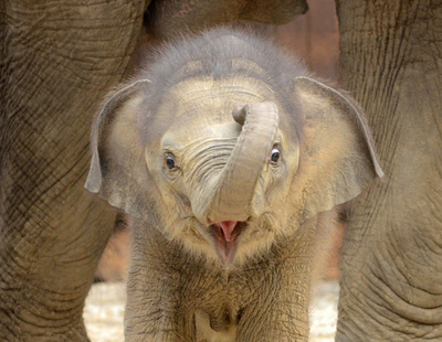 お母さんに甘える赤ちゃんゾウ、チェコ