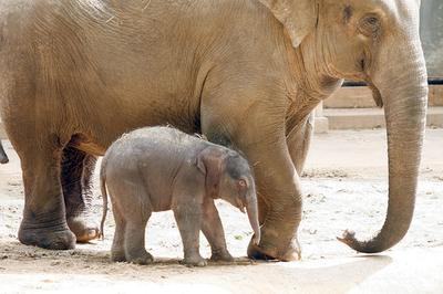 ベルギー・アントワープ動物園でゾウの赤ちゃん誕生